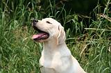 LABRADOR 1265